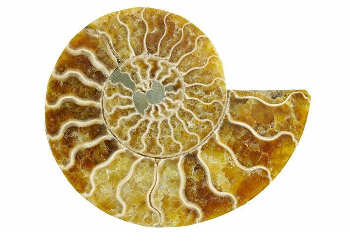Cut & Polished Ammonite Fossil (Half) - Madagascar #364855